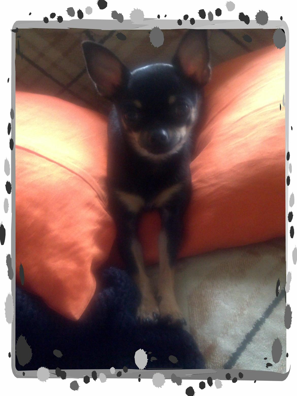 Chihuahua fie billede 13