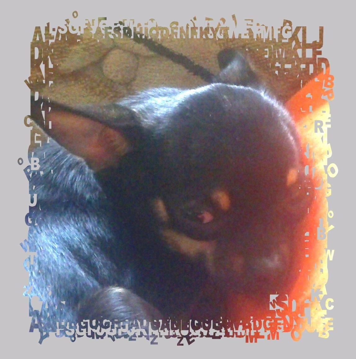 Chihuahua fie billede 14