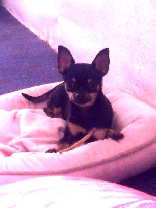 Chihuahua fie billede 15