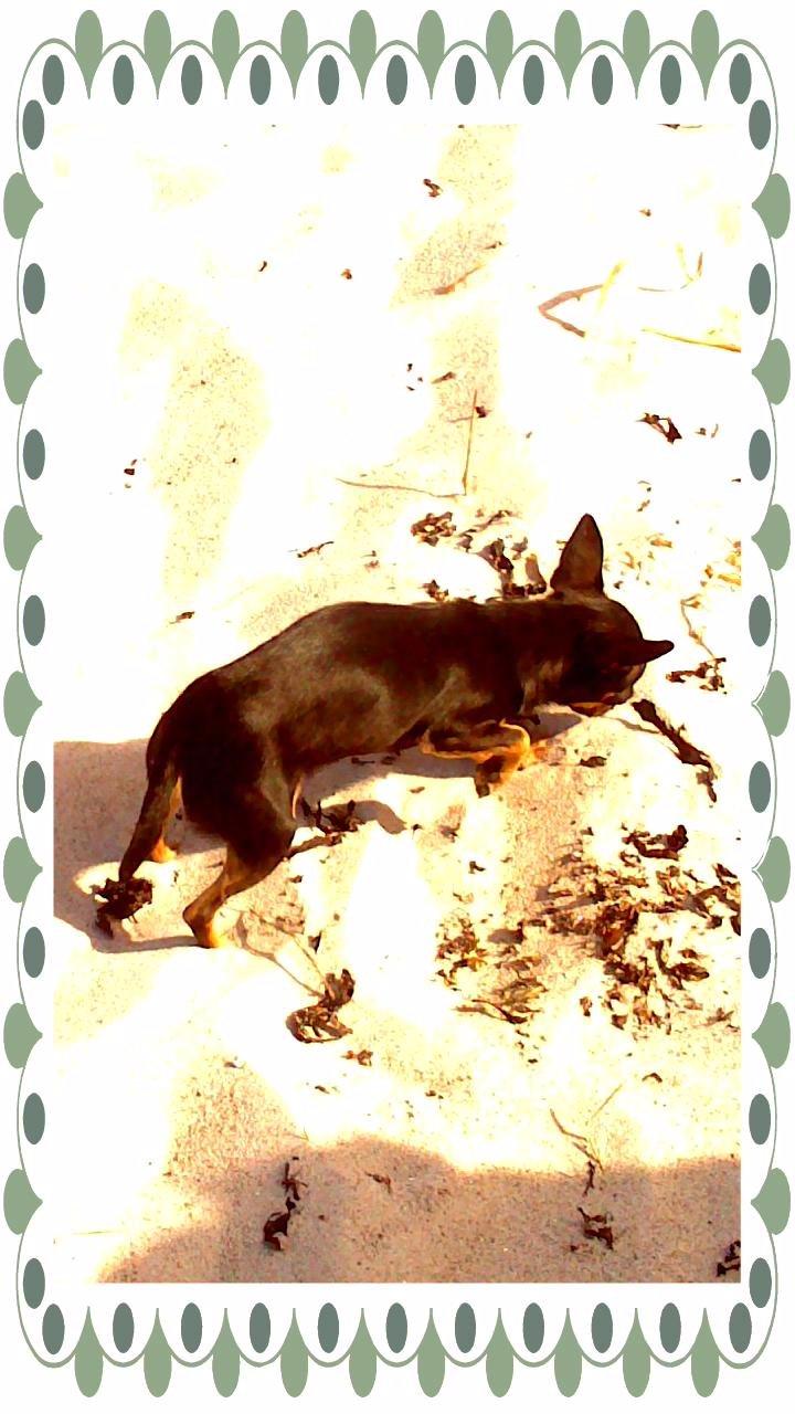 Chihuahua fie billede 16