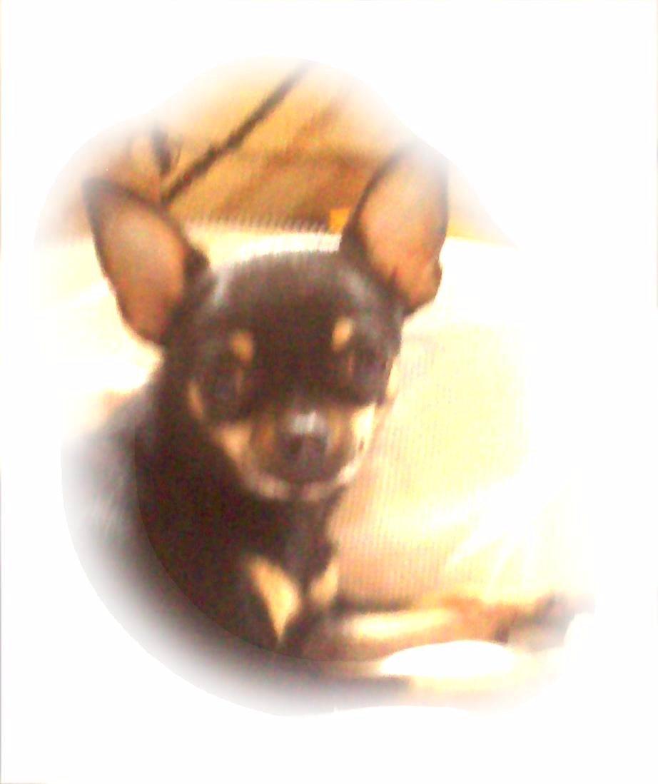 Chihuahua fie billede 18