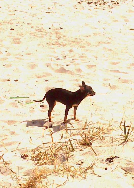 Chihuahua fie billede 19