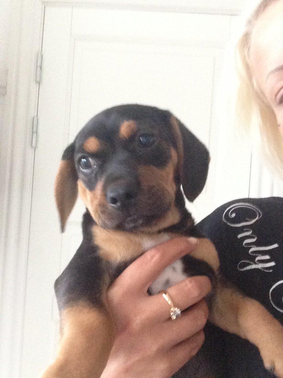 Blanding af racer Stump billede 1