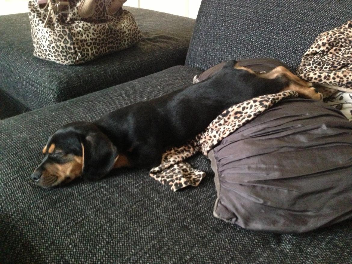 Blanding af racer Stump billede 5