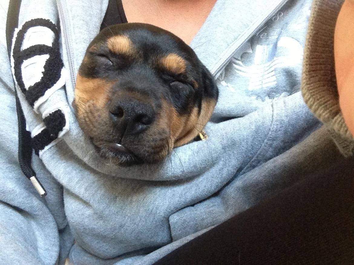 Blanding af racer Stump billede 2