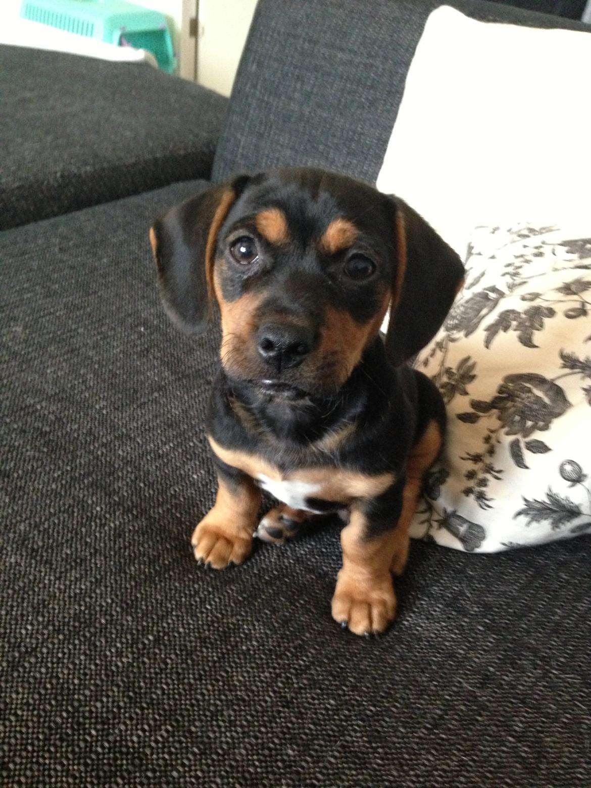 Blanding af racer Stump billede 3