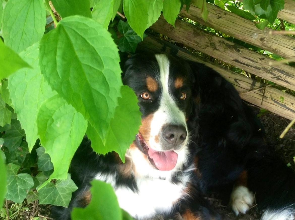 Berner sennenhund maisie billede 6