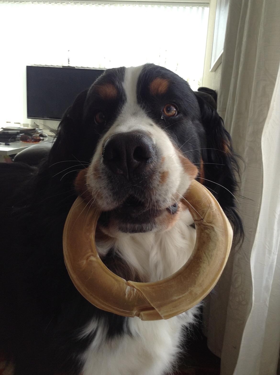 Berner sennenhund maisie billede 7