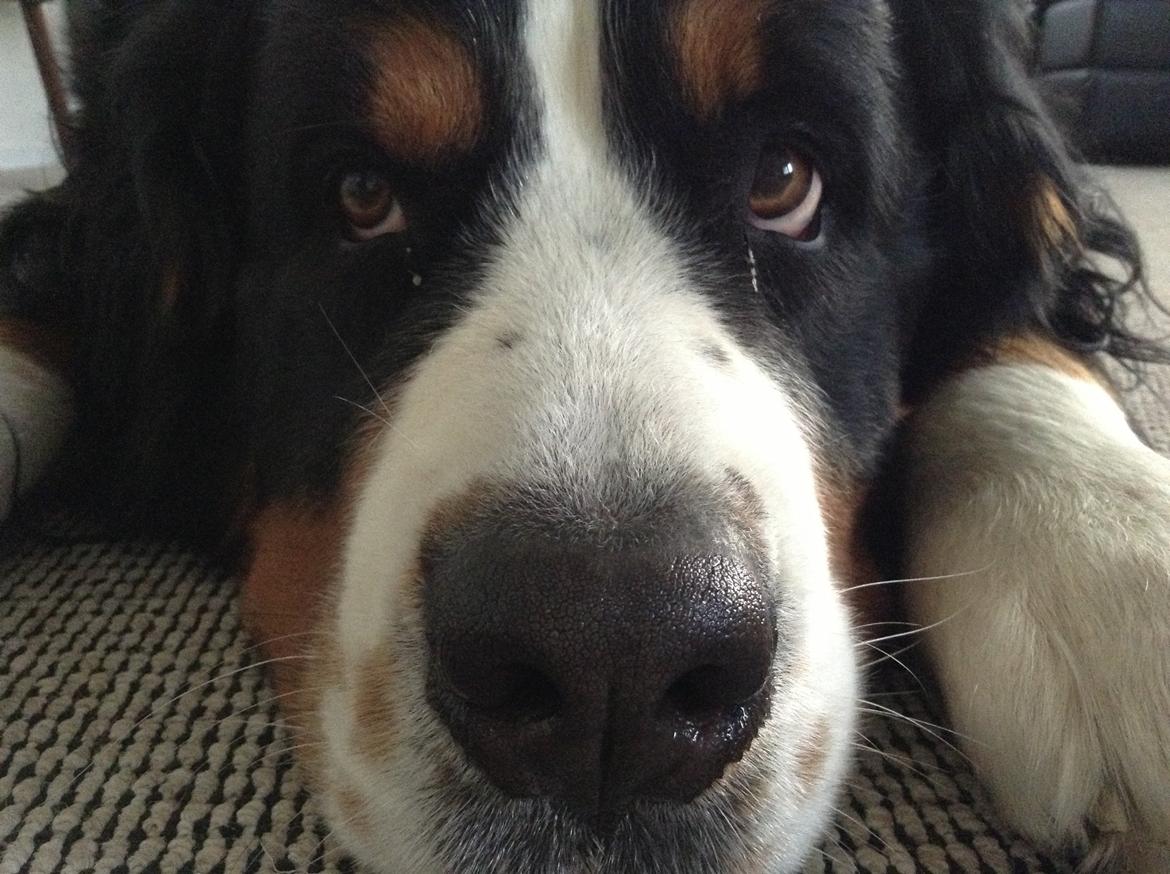 Berner sennenhund maisie billede 8