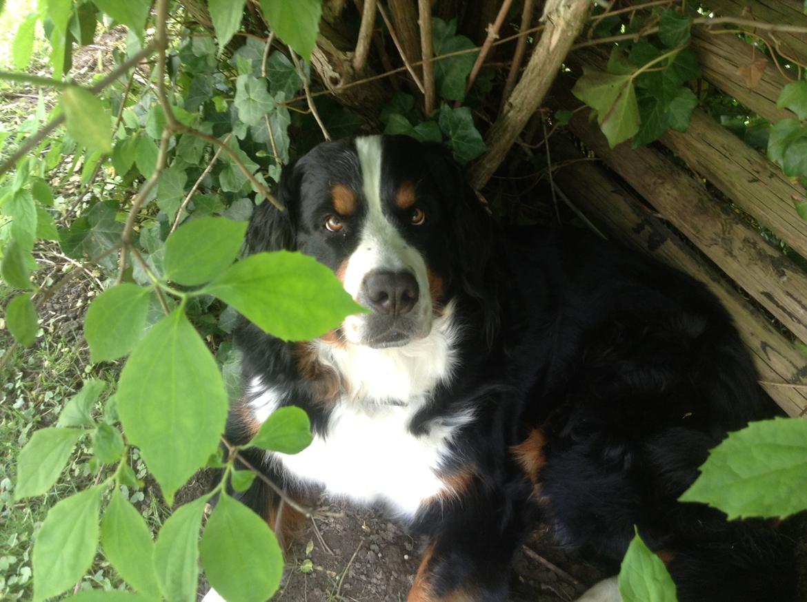 Berner sennenhund maisie billede 9