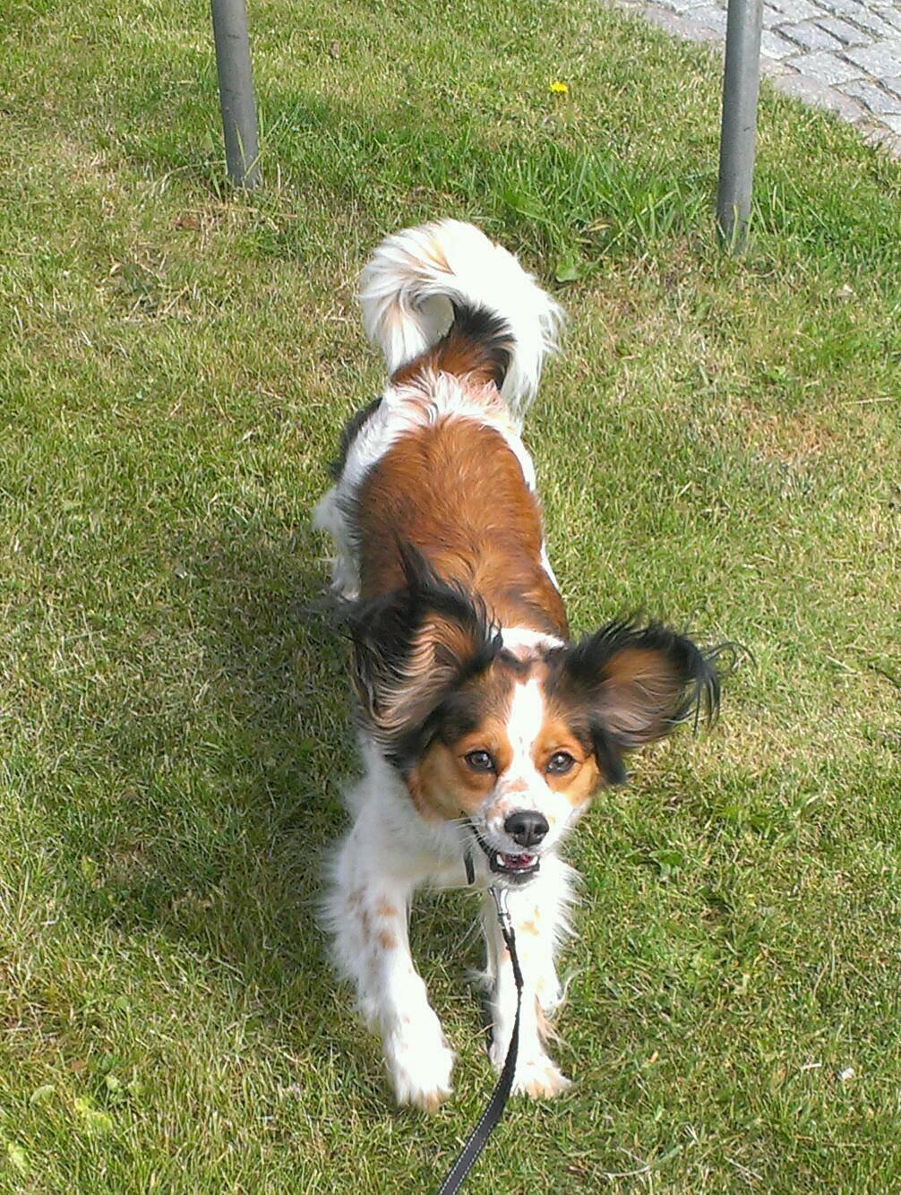 Blanding af racer Silja [Japansk cavalier] billede 11