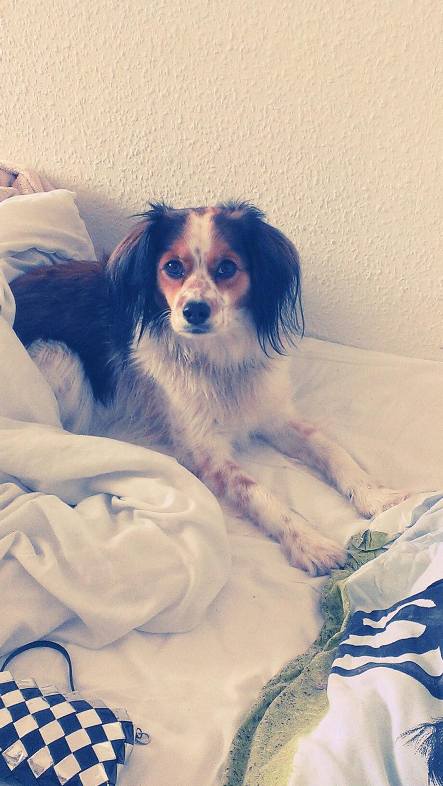 Blanding af racer Silja [Japansk cavalier] billede 7