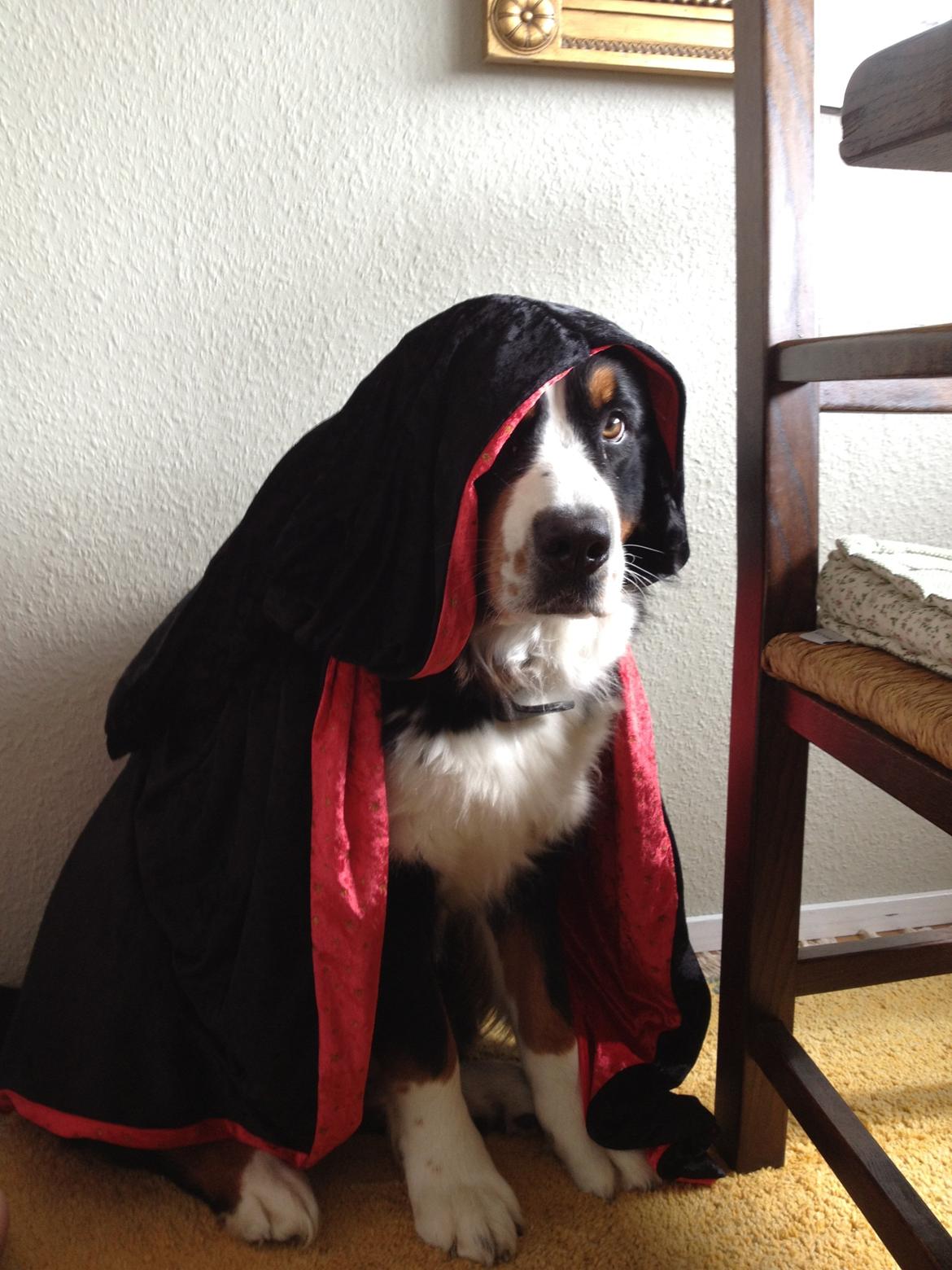 Berner sennenhund maisie billede 10