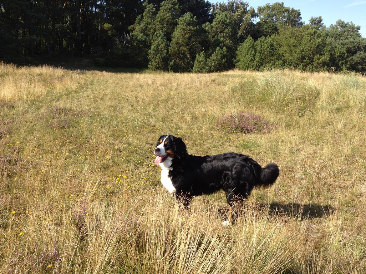 Berner sennenhund maisie billede 11