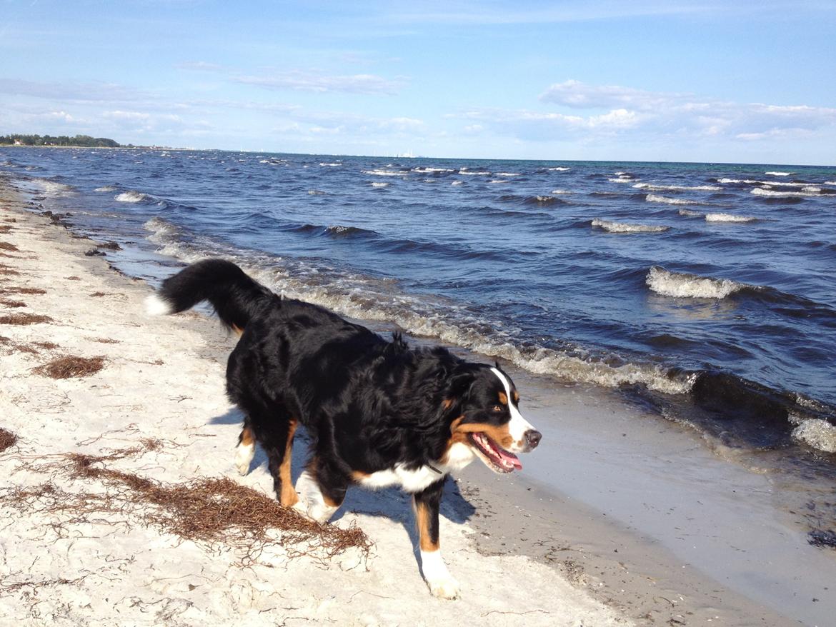 Berner sennenhund maisie billede 12