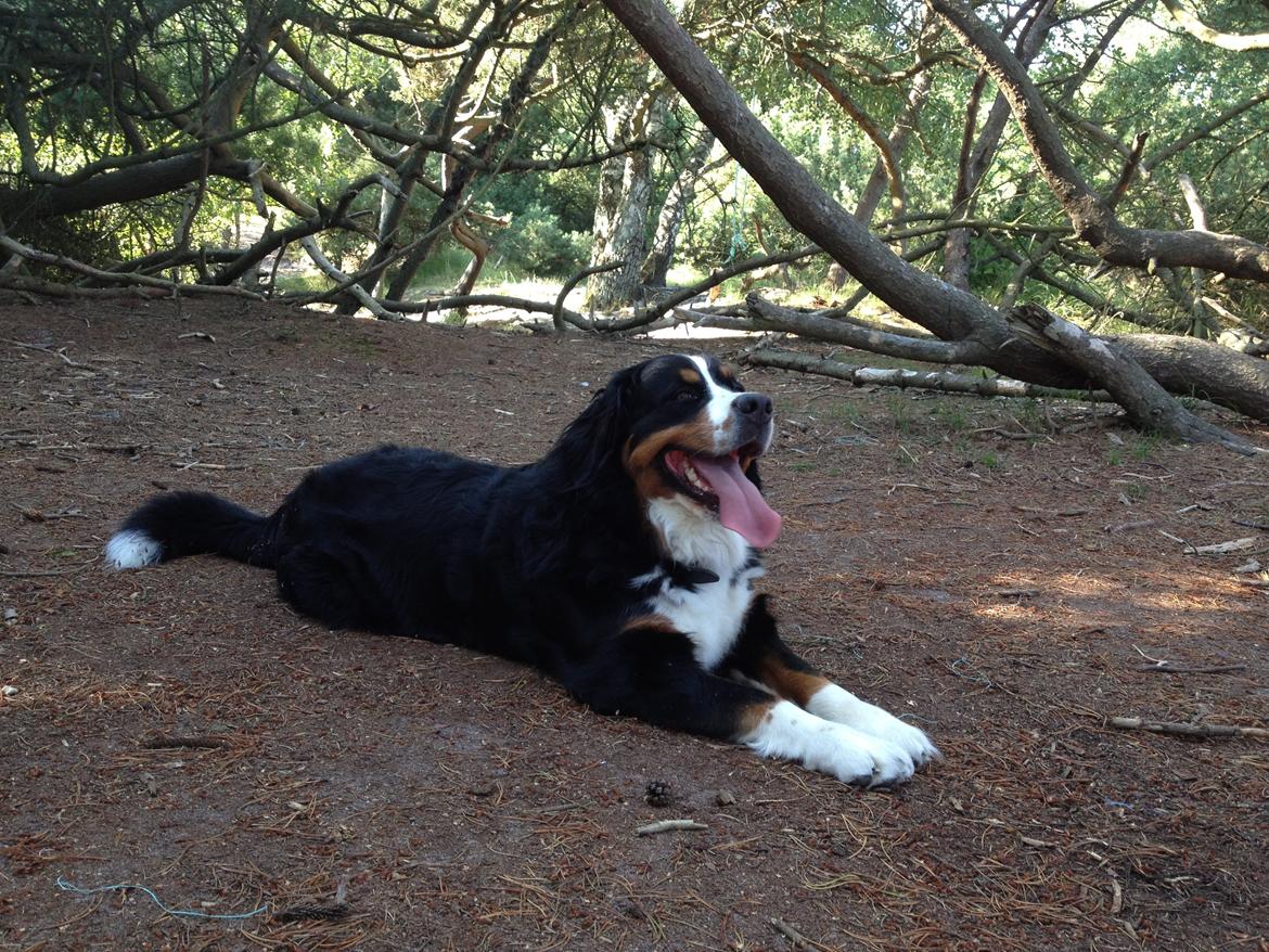 Berner sennenhund maisie billede 13