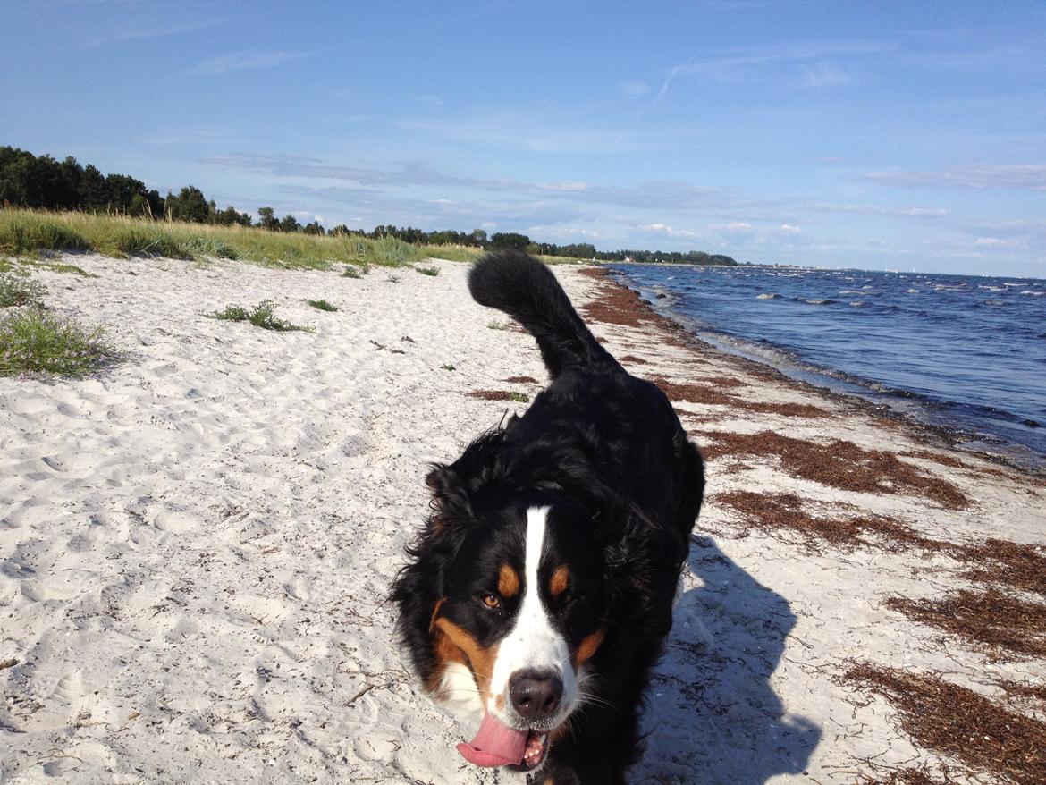 Berner sennenhund maisie billede 14