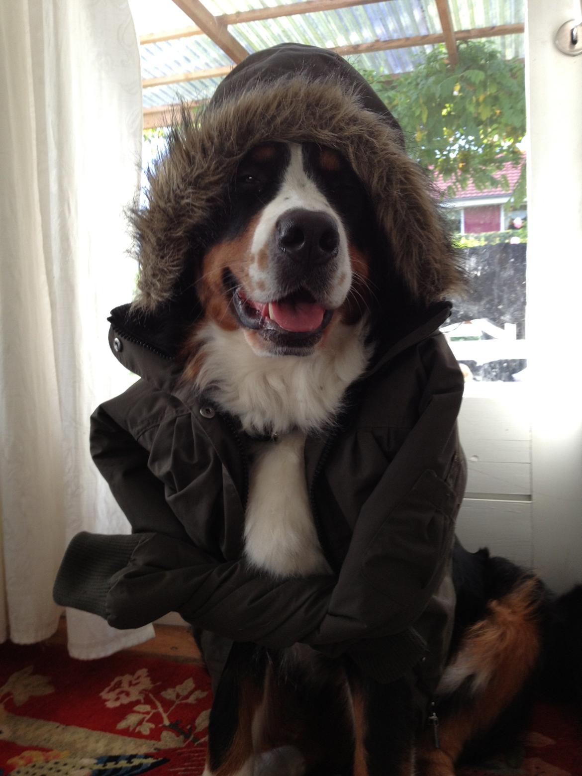 Berner sennenhund maisie billede 15