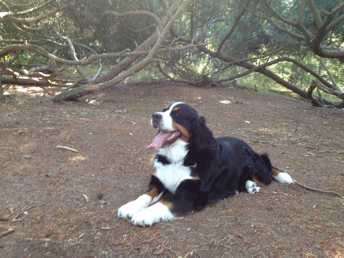 Berner sennenhund maisie billede 16