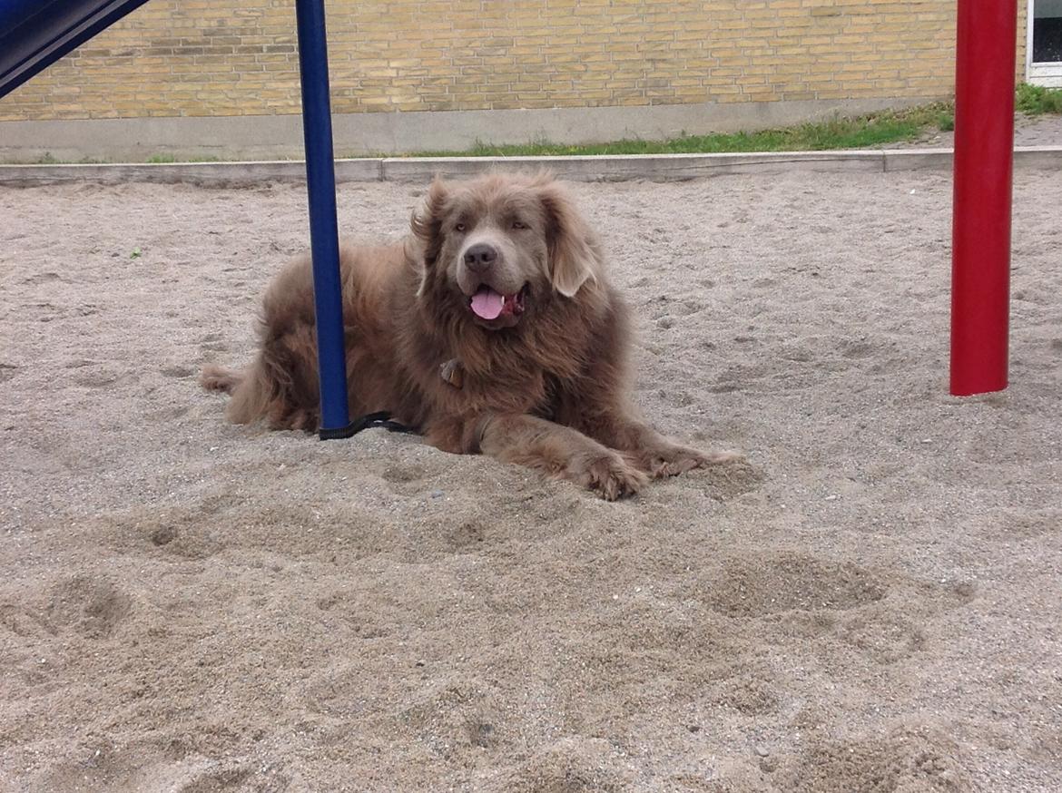 Newfoundlænder Vincent, Newetta's Just Vincent. billede 10