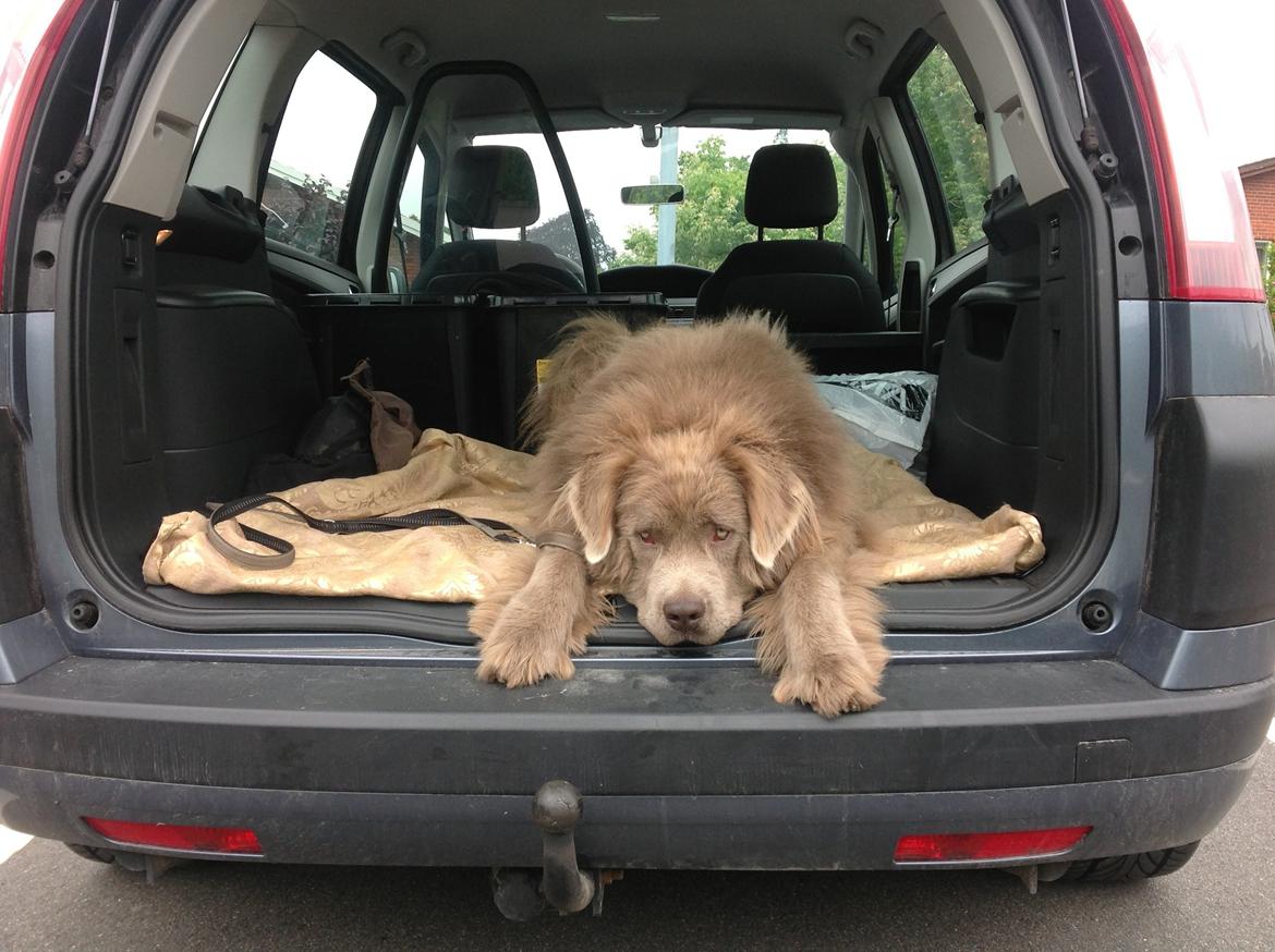 Newfoundlænder Vincent, Newetta's Just Vincent. billede 11