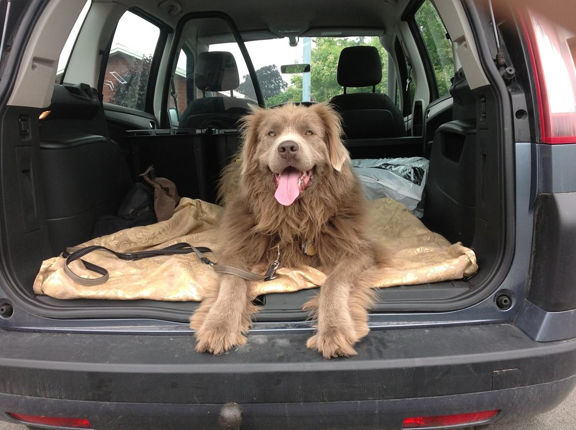 Newfoundlænder Vincent, Newetta's Just Vincent. billede 12