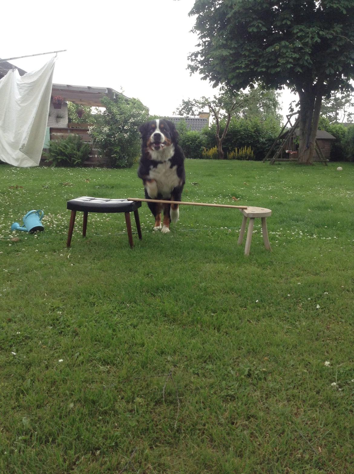 Berner sennenhund maisie billede 17
