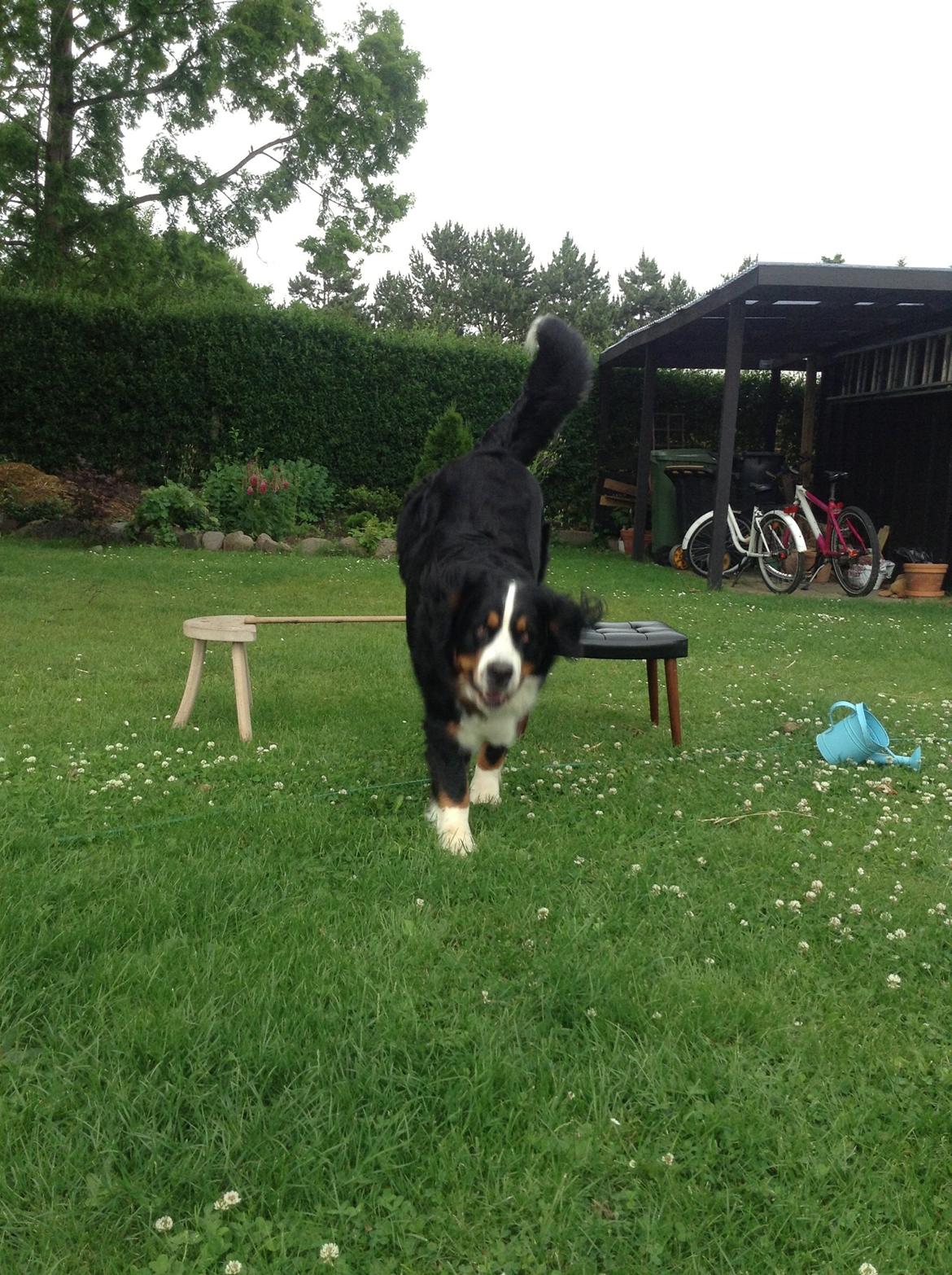 Berner sennenhund maisie billede 18