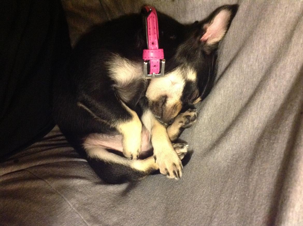 Chihuahua Bellis billede 1