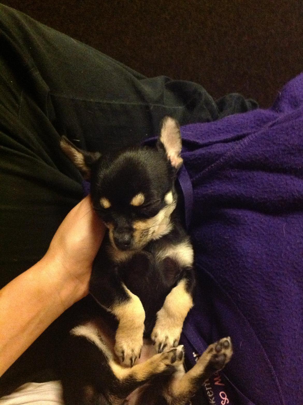 Chihuahua Bellis billede 2