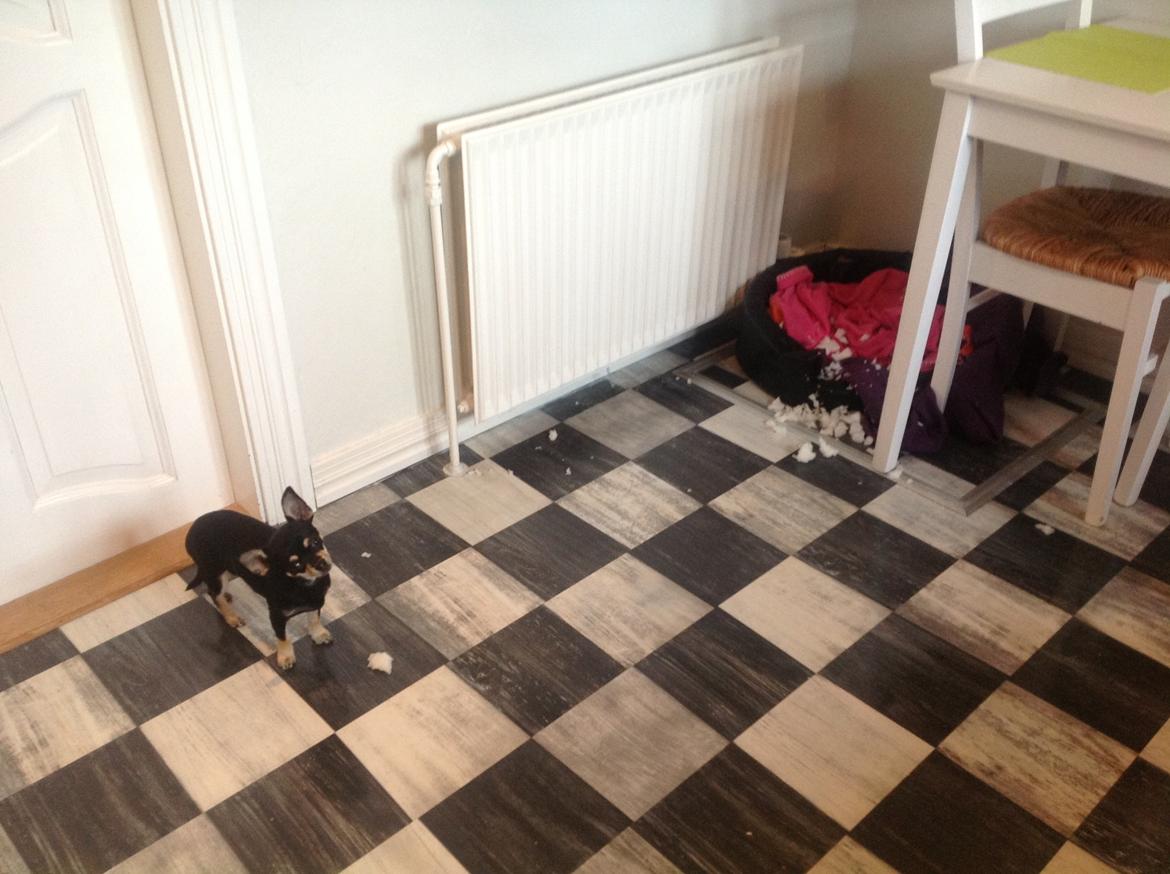 Chihuahua Bellis billede 3