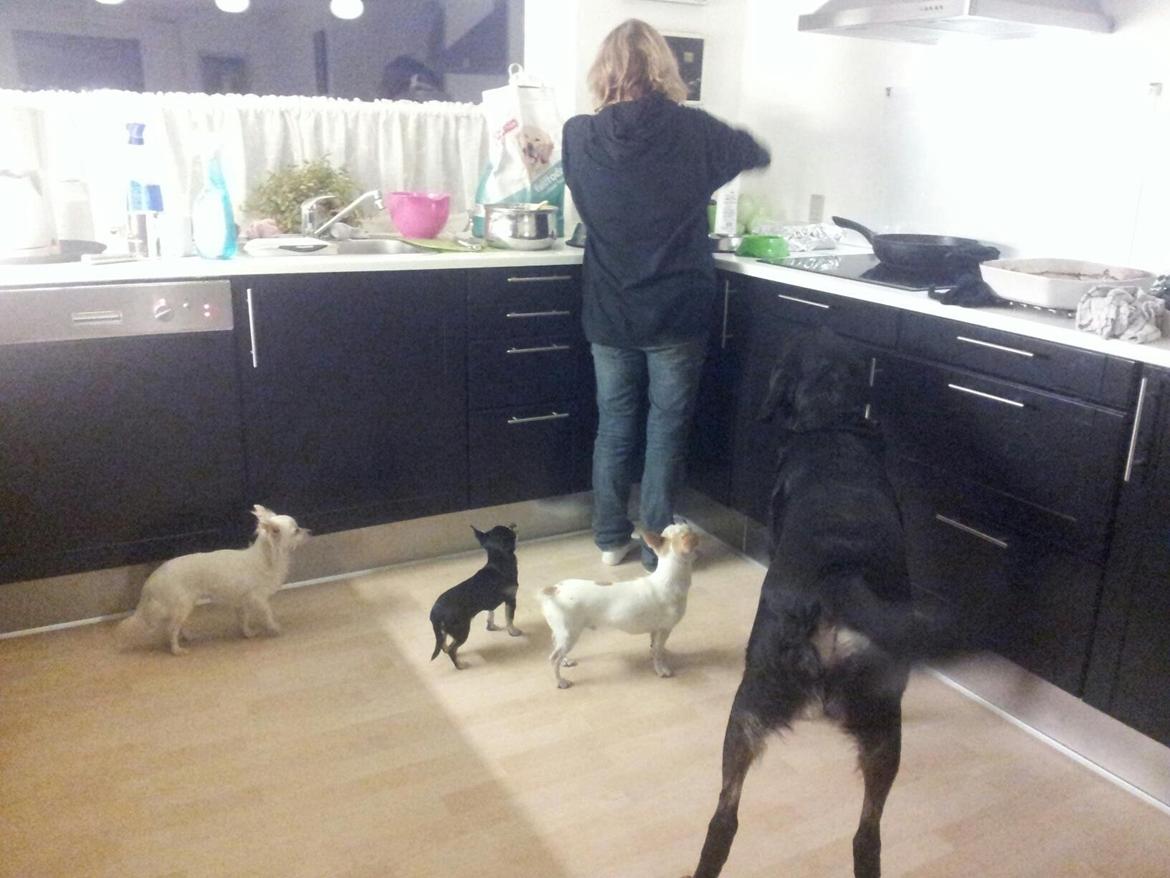 Chihuahua Bellis billede 4