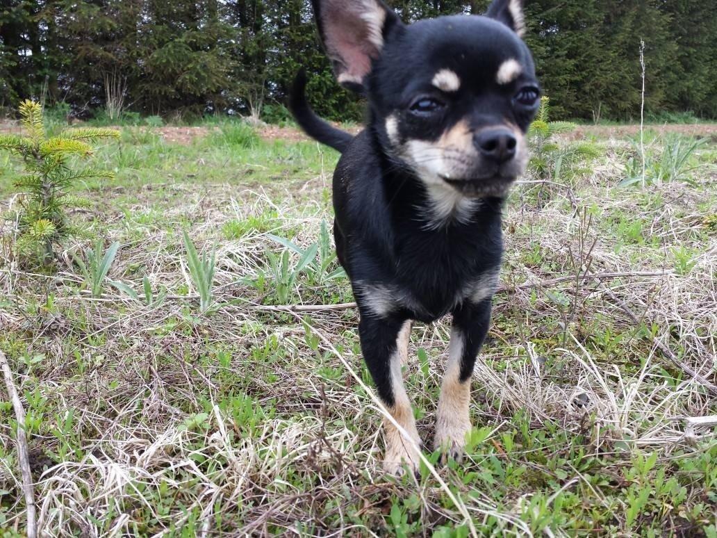 Chihuahua Bellis billede 5