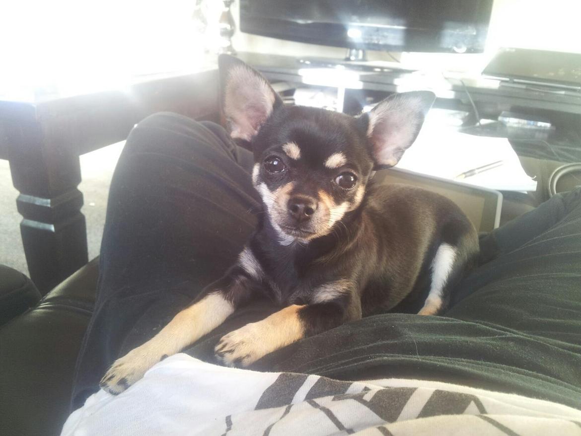 Chihuahua Bellis billede 6