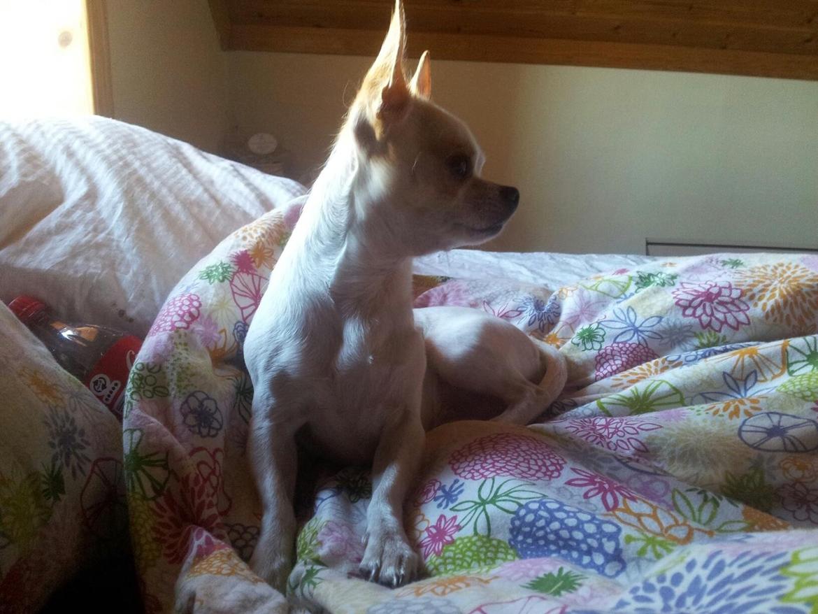 Chihuahua Bellis billede 7