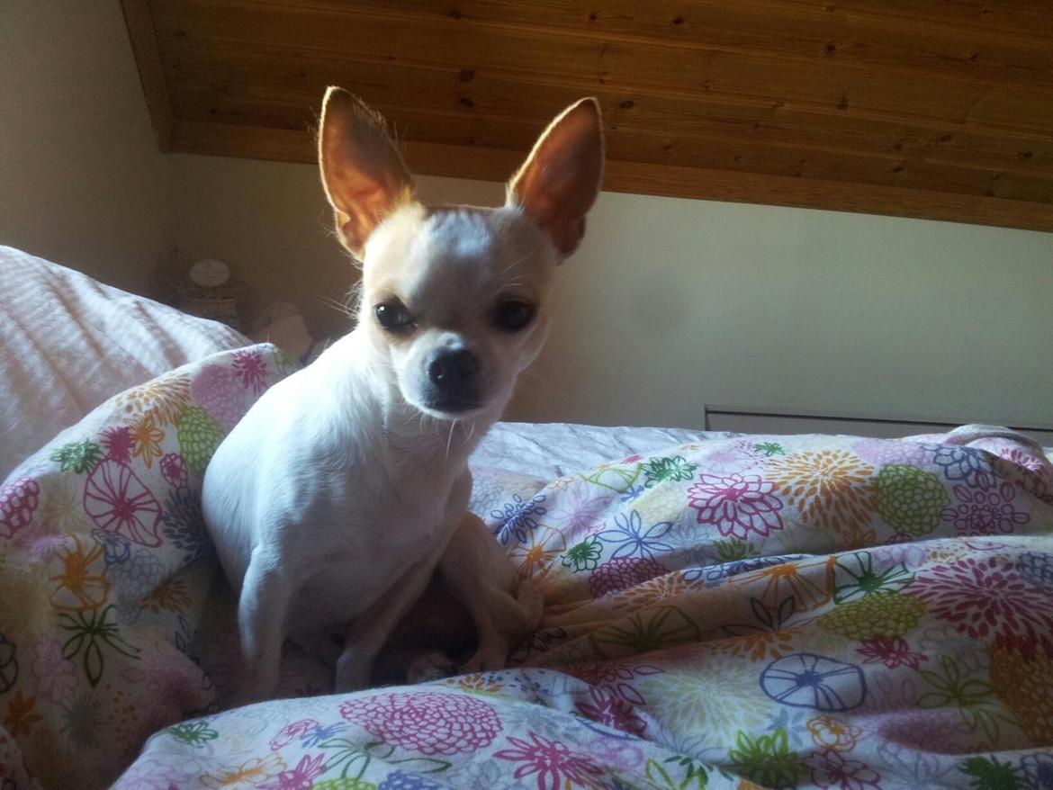 Chihuahua Bellis billede 8