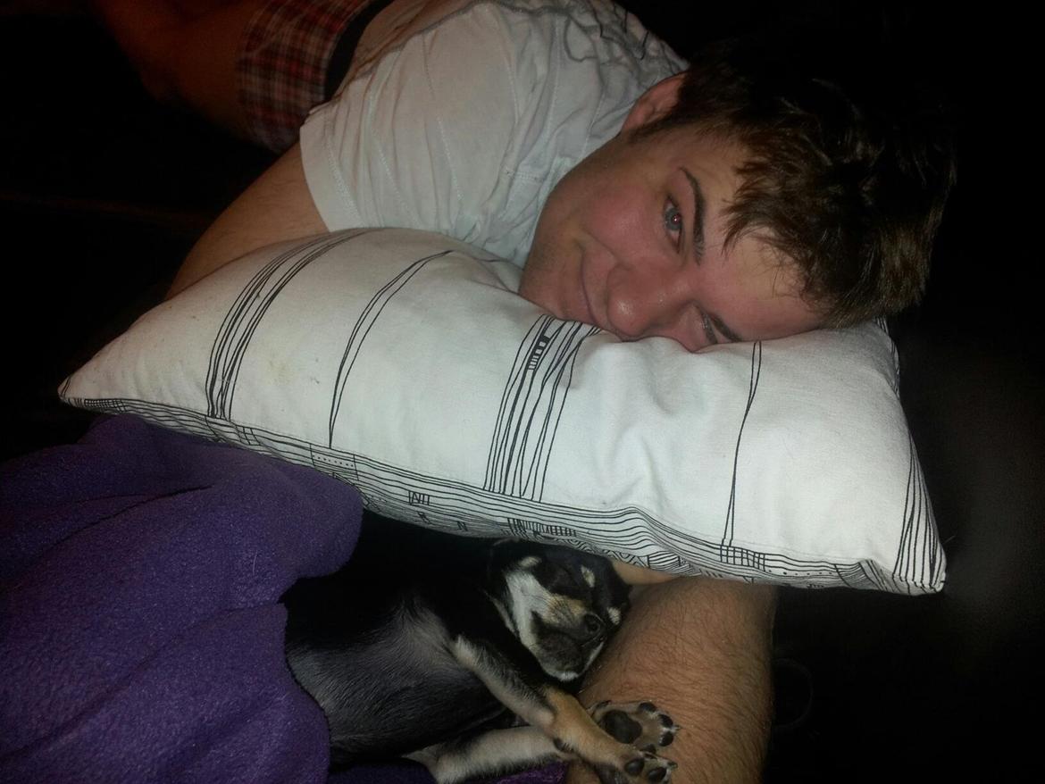 Chihuahua Bellis billede 9