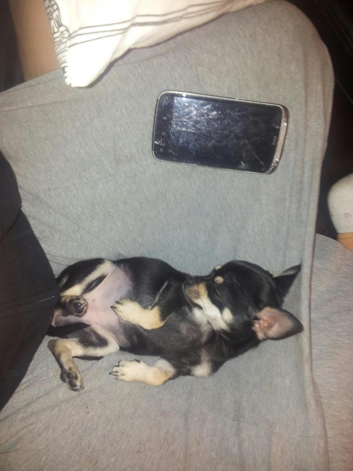 Chihuahua Bellis billede 10