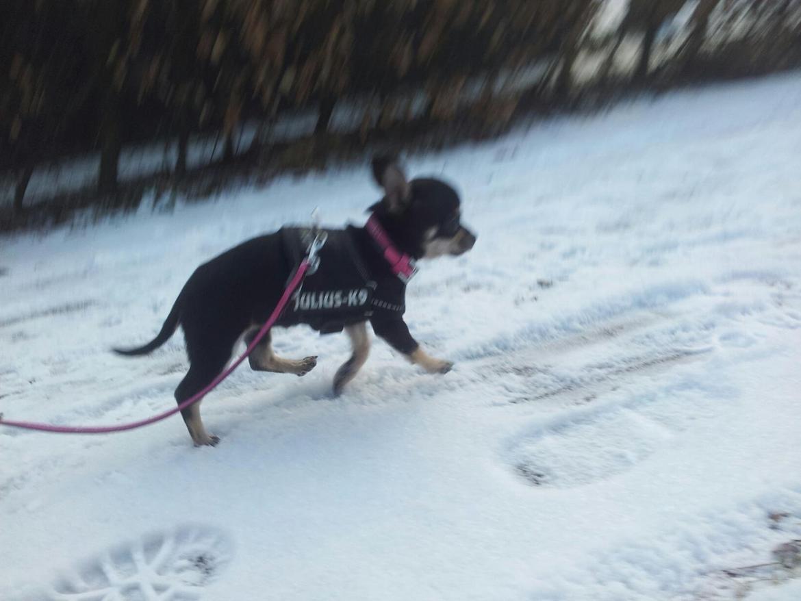 Chihuahua Bellis billede 11