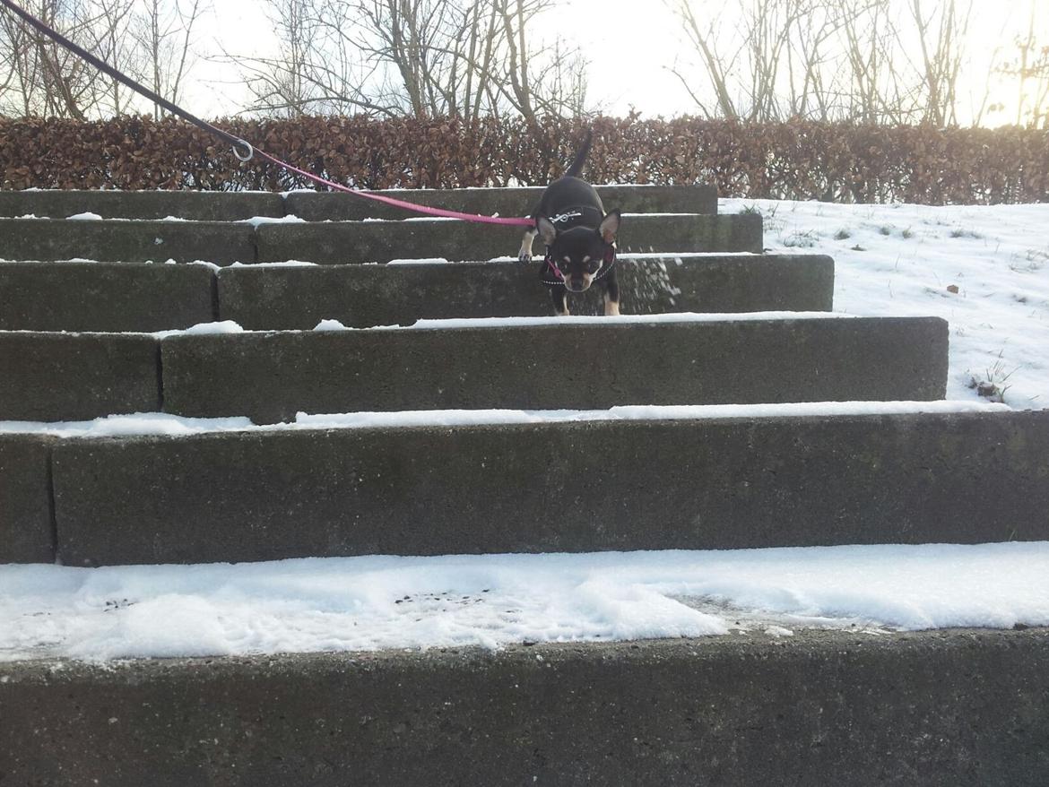 Chihuahua Bellis billede 12