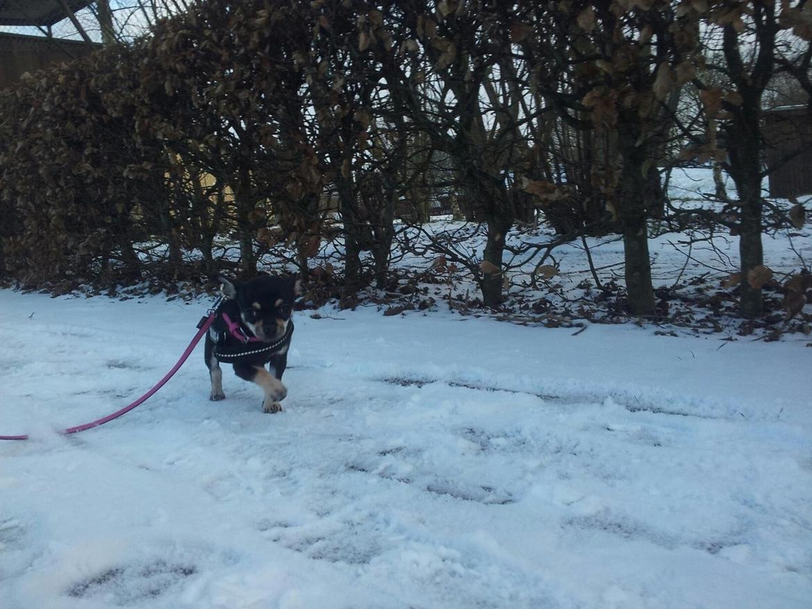 Chihuahua Bellis billede 13