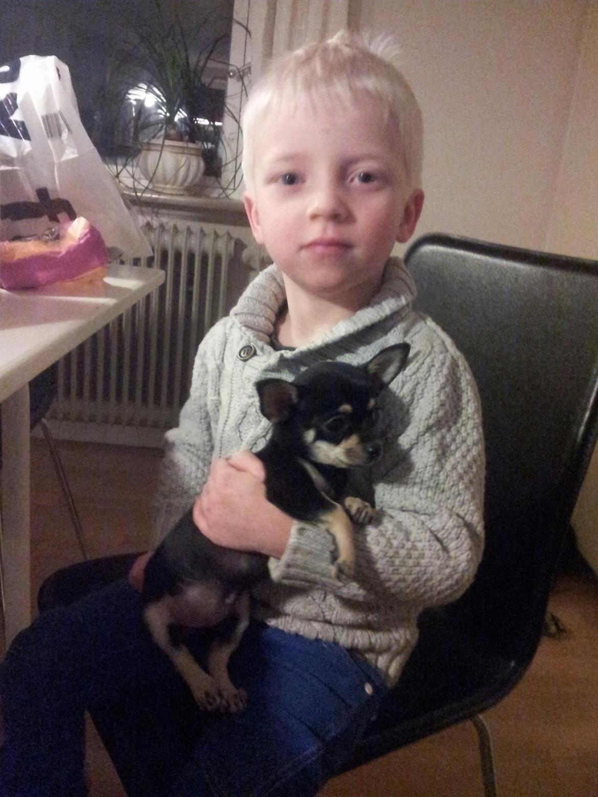 Chihuahua Bellis billede 14