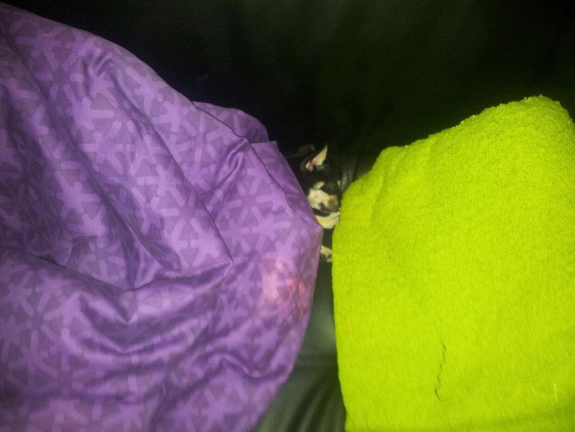 Chihuahua Bellis billede 16