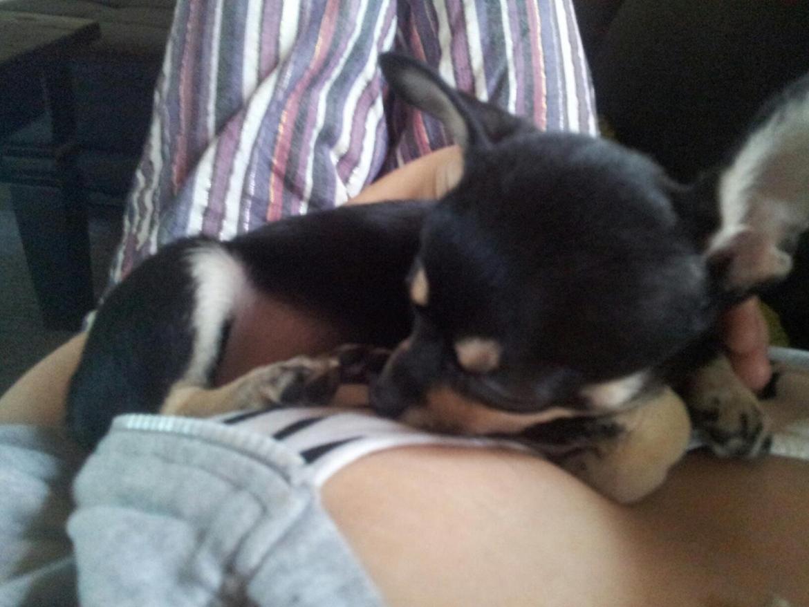 Chihuahua Bellis billede 17