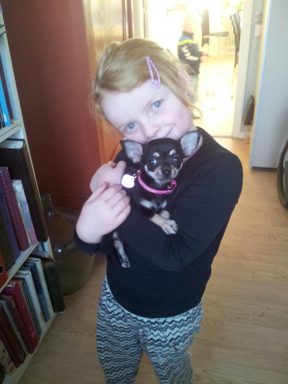 Chihuahua Bellis billede 18