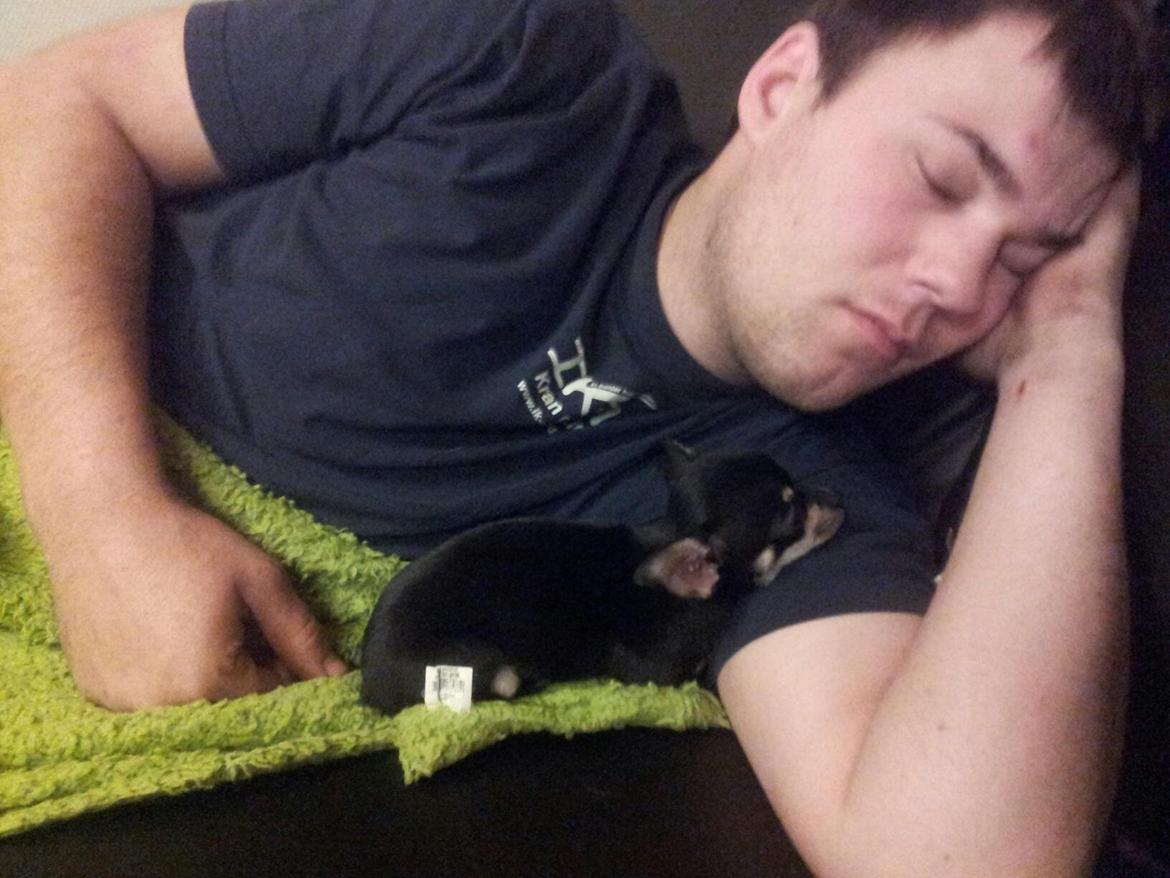 Chihuahua Bellis billede 19