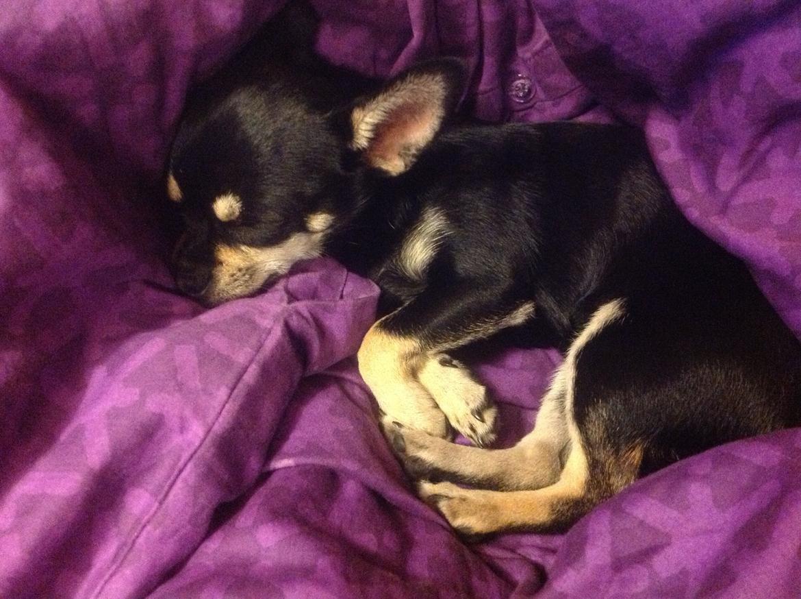 Chihuahua Bellis billede 20