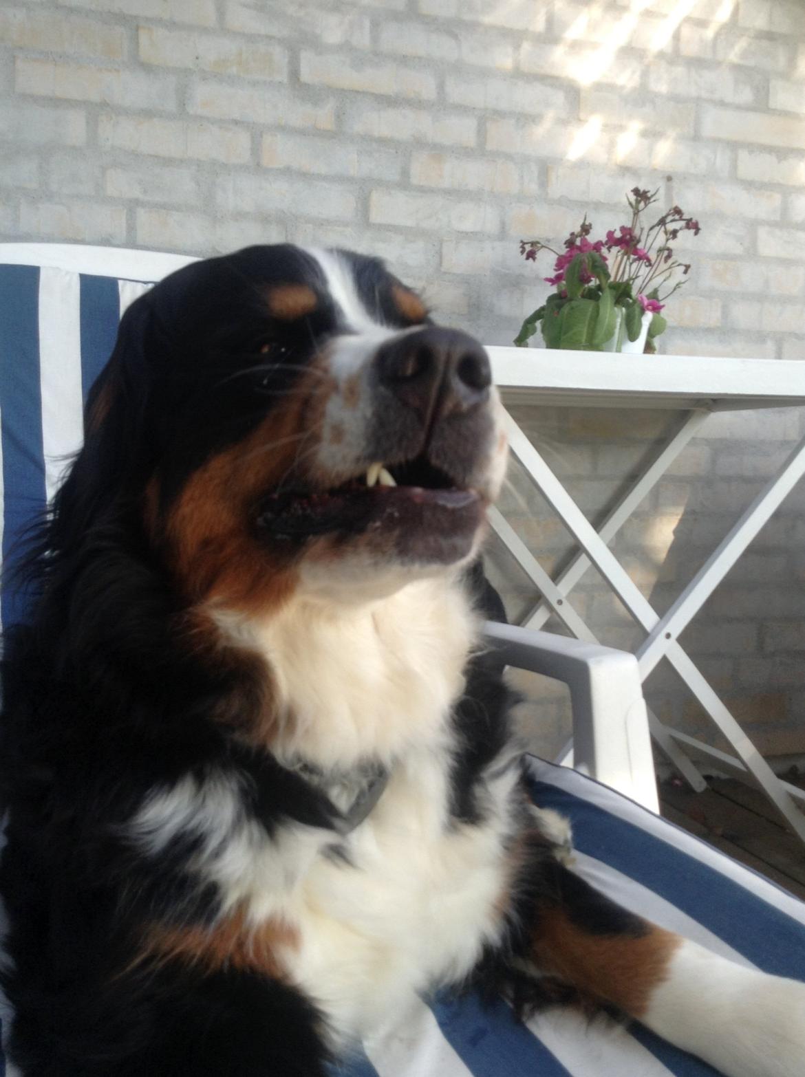Berner sennenhund maisie billede 19