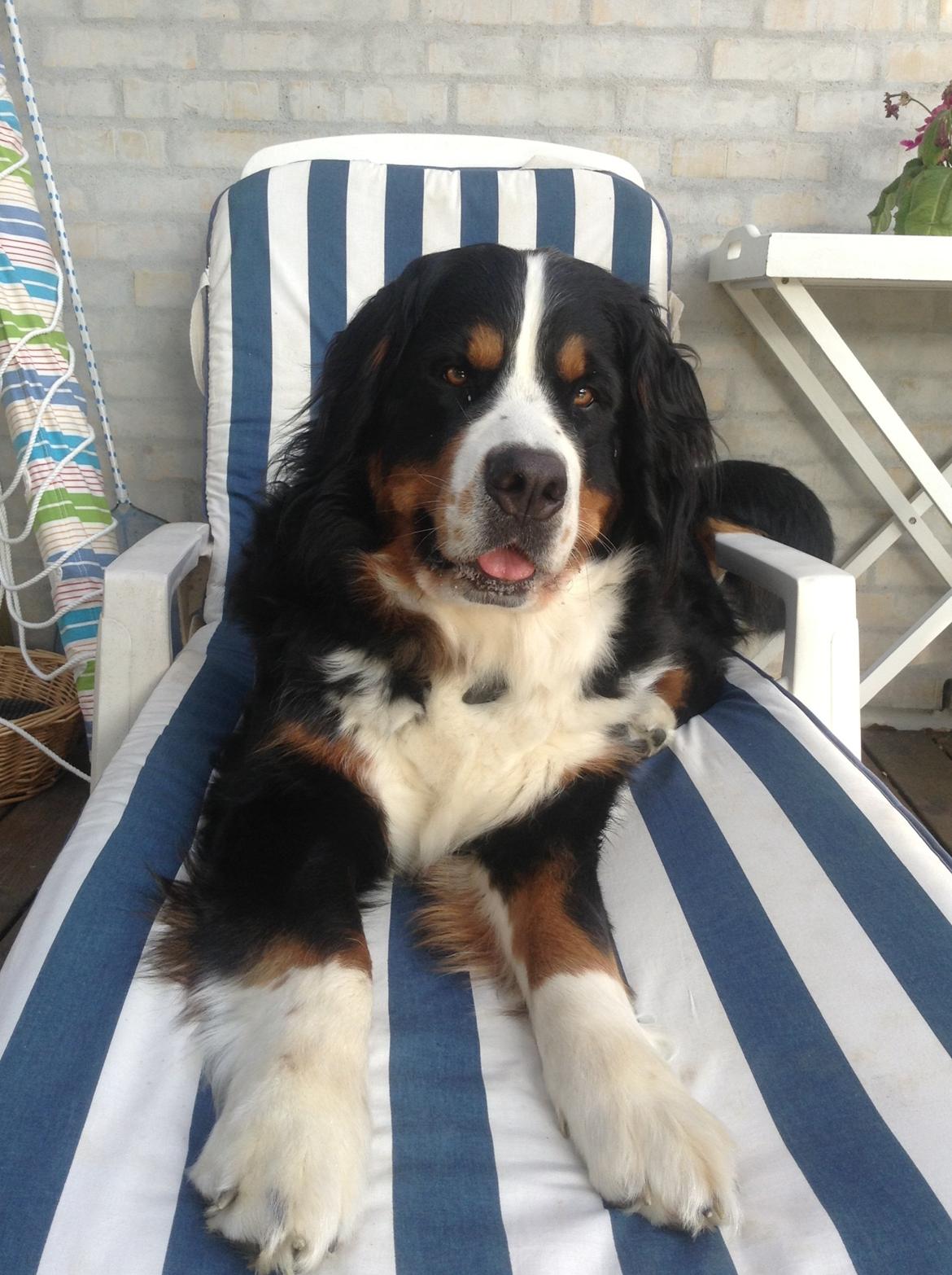 Berner sennenhund maisie billede 20
