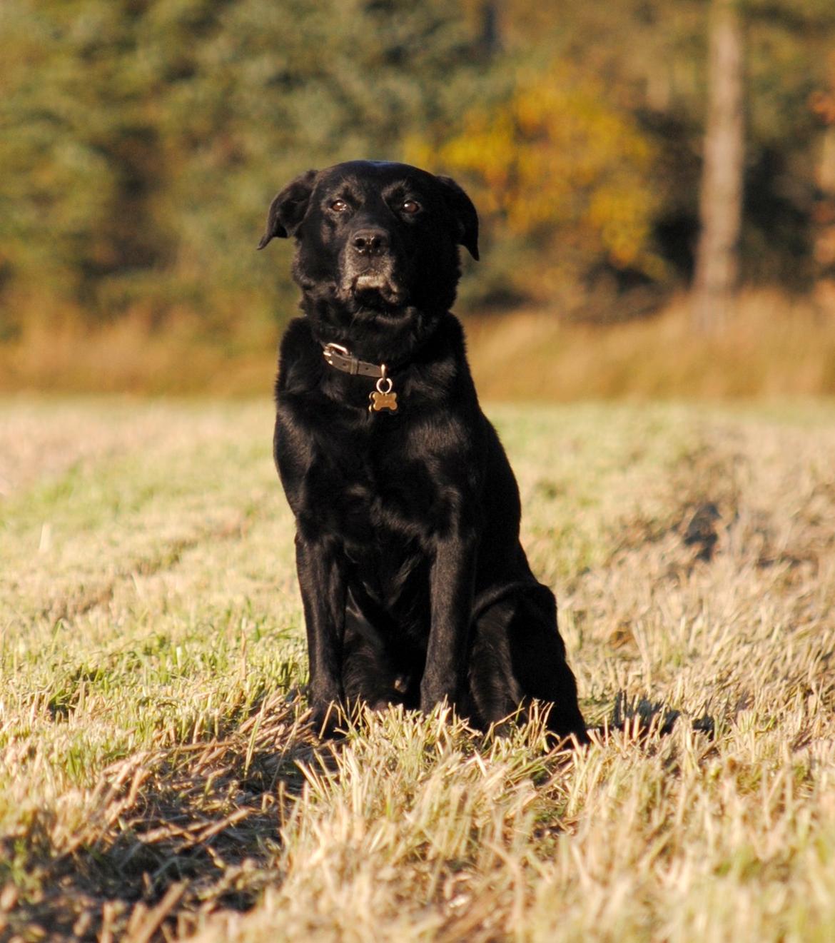 Labrador retriever Newton <3 - Min dejlige vuffer <3 billede 6